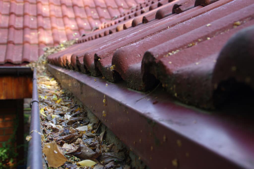 Clogged gutter through the leaves. Spring and autumn cleaning of the roof gutter. Removing Tiger Stripes