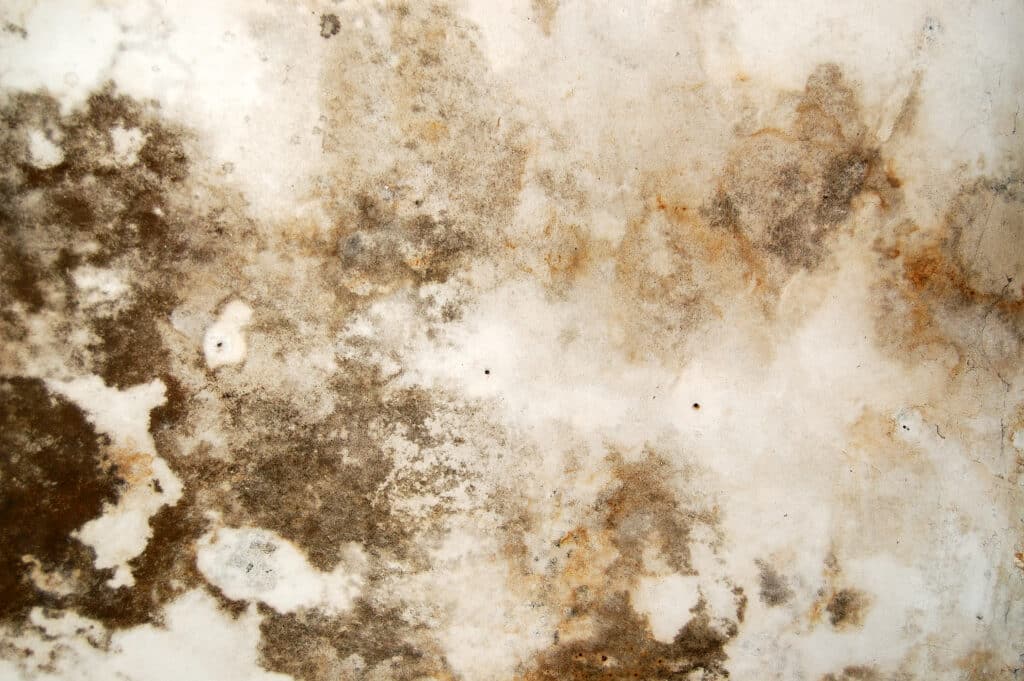 Mold growth and water stains on the ceiling of an abandoned house. Pressure Washing Away Mold on Concrete