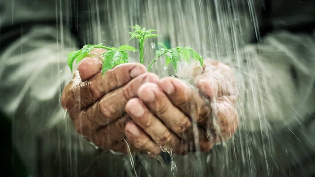 Old man`s hands holding young plant in the rain. Ecology concept. Protect Your Plants