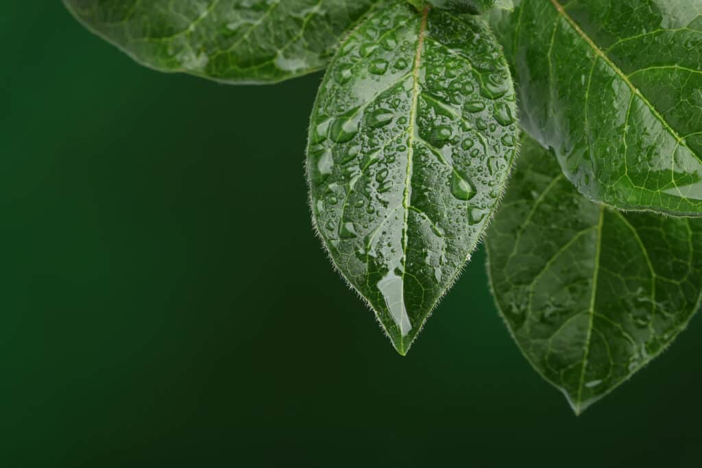 Fresh leaves with water drops. Natural background. Protect Your Plants