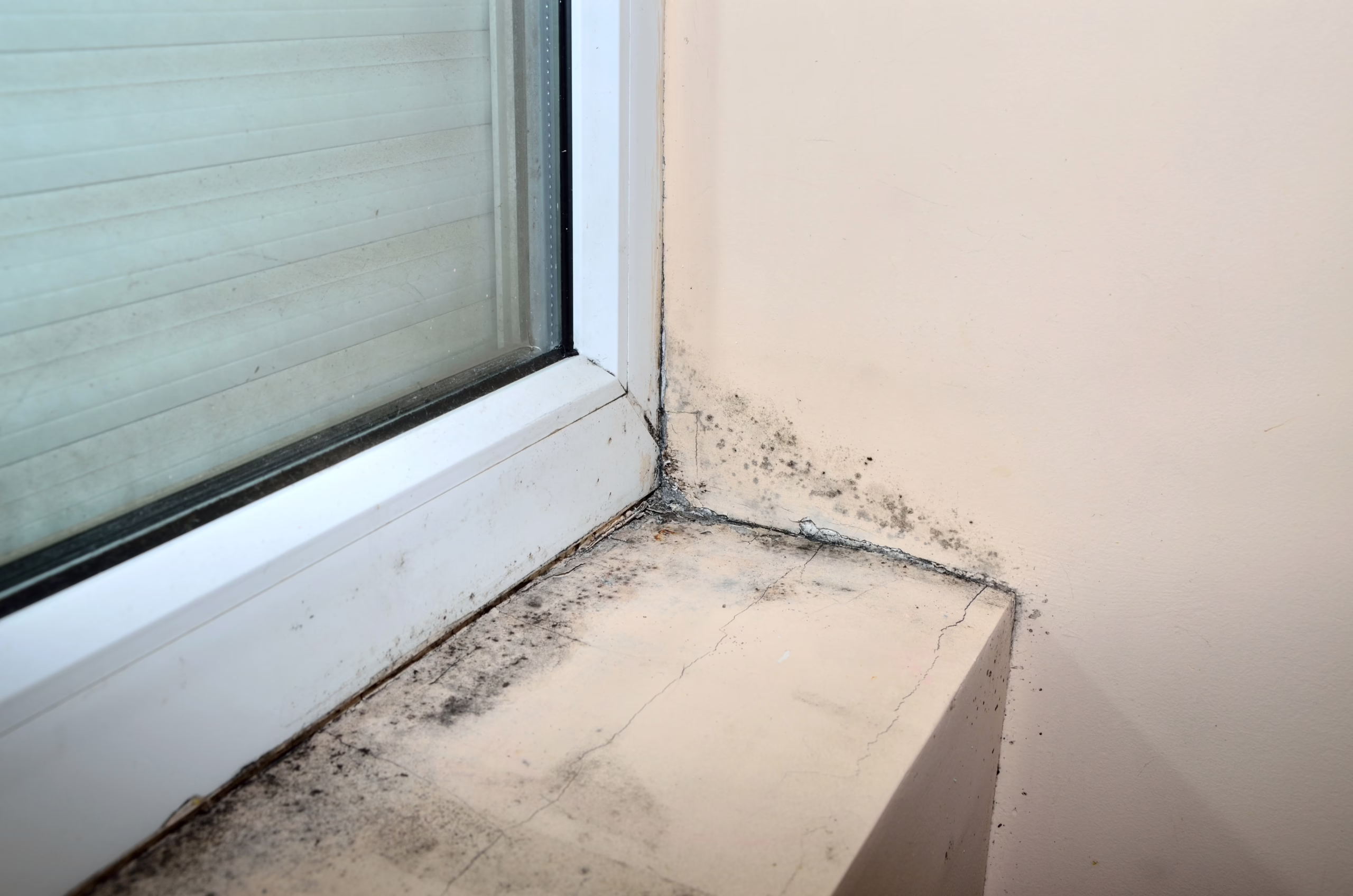 Natural Pest Control: How Window Cleaning Keeps Spiders and Wasps at Bay Professional Window Cleaning - Boston, MA