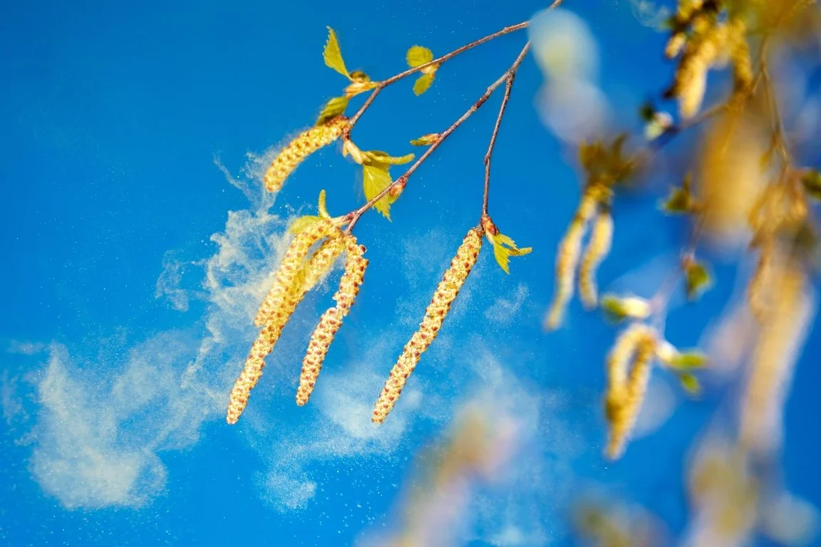 Addressing Pollen Season: Why Spring in Boston Requires Two Window Cleanings