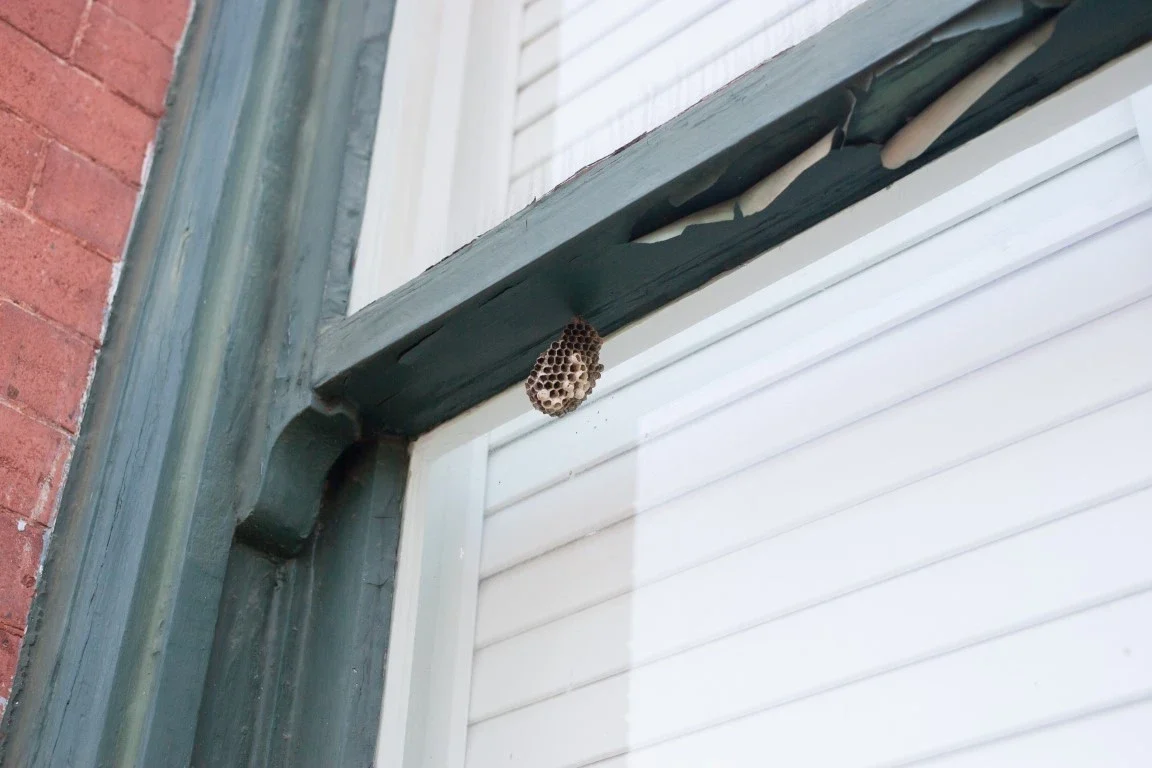 Pest Control - Boston, MA