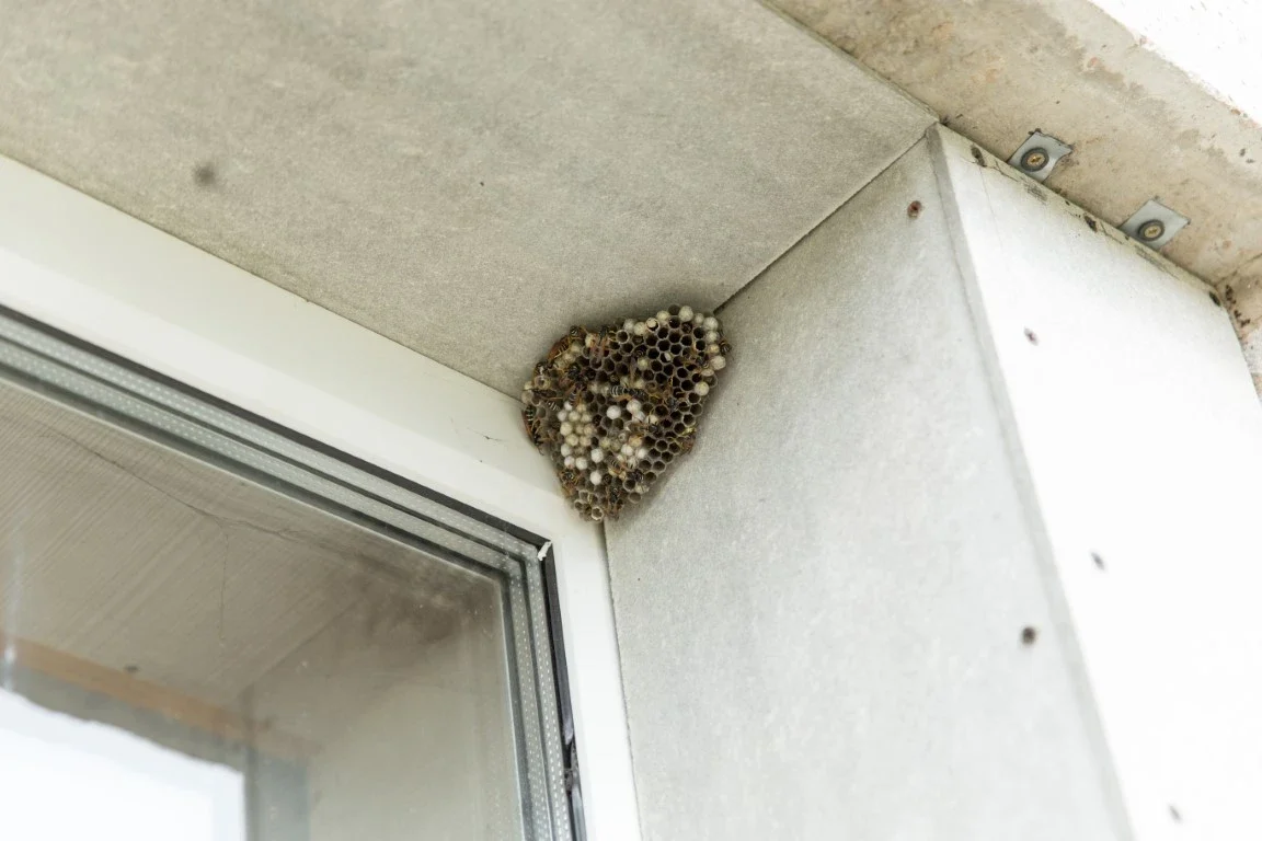Natural Pest Control: How Window Cleaning Keeps Spiders and Wasps at Bay Pest Control - Boston, MA